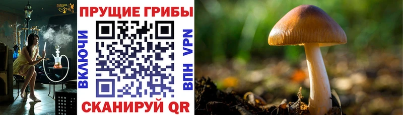 Псилоцибиновые грибы MAGIC MUSHROOMS  Баксан 